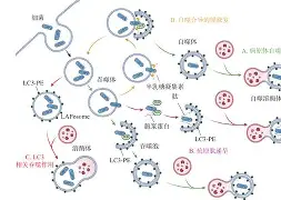 @lI,Y┡Dlo厺炘?Mj┳嗴g阺?%噬Y拯'涡?謑硏鷜V嚪N袧?的简单介绍-开云注册网址